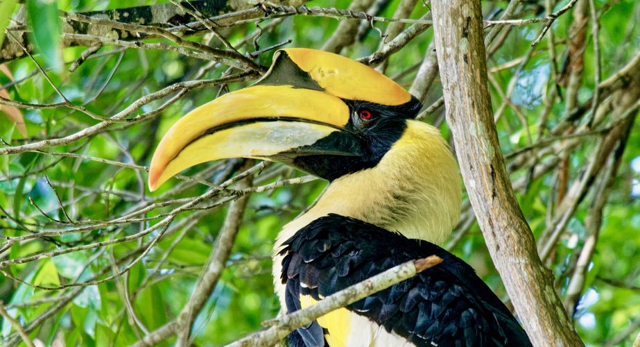 Vogels Pangkor Vogels Pangkor